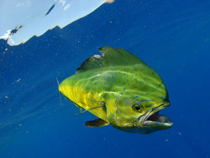 Chasing Mahi and Wahoo: The Summer Pattern and What the Boat Needs
